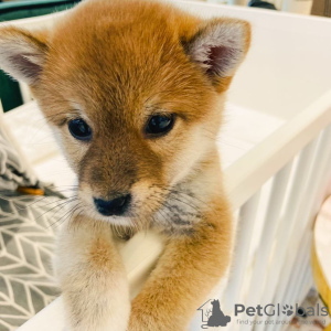 Photo №2 to announcement № 85323 for the sale of shiba inu - buy in Lithuania private announcement