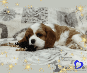 Additional photos: Cavalier King Charles Spaniel promising boy