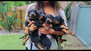 Photo №1. dobermann - for sale in the city of Berlin | 753$ | Announcement № 137777