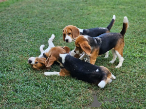 Photo №1.  - for sale in the city of Amstetten | 600$ | Announcement № 161138