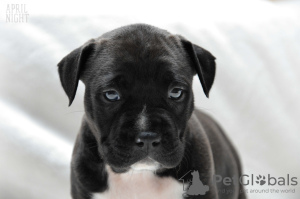 Photo №1. american staffordshire terrier - for sale in the city of Gdynia | 1715$ | Announcement № 11184