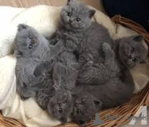 Photo №1. british shorthair - for sale in the city of Włocławek | 583$ | Announcement № 158956