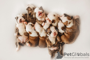 Photo №3. English Bulldog puppies. Russian Federation