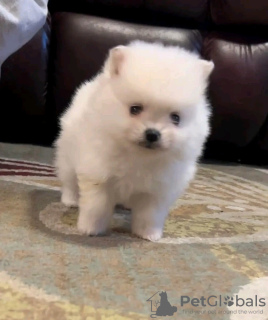 Photo №1. pomeranian - for sale in the city of Jeddah | negotiated | Announcement № 85458
