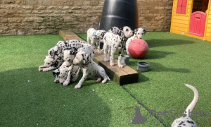 Photo №1. dalmatian dog - for sale in the city of Flensburg | negotiated | Announcement № 83219