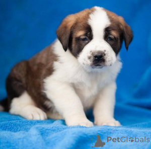 Photo №2 to announcement № 136923 for the sale of non-pedigree dogs - buy in Switzerland breeder
