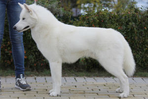 Photo №1. Mating service - breed: siberian husky. Price - 225$