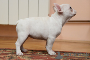 Photo №4. I will sell french bulldog in the city of Belgrade. breeder - price - negotiated