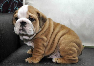 Photo №1. english bulldog - for sale in the city of St. Petersburg | 400$ | Announcement № 811