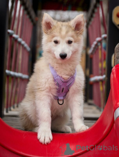 Photo №2 to announcement № 138830 for the sale of non-pedigree dogs - buy in Russian Federation 