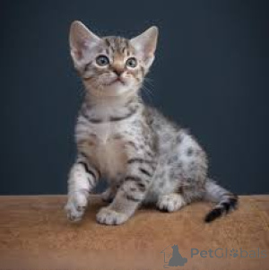 Photo №3. Ocicat-kissanpennut adoptoitavaksi. Finland