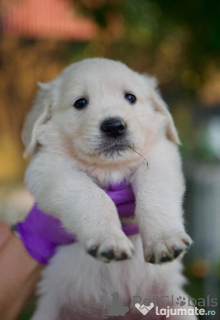 Photo №4. I will sell golden retriever in the city of ANSUBRG. private announcement - price - 471$