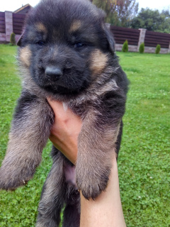 Photo №1. german shepherd - for sale in the city of Minsk | 200$ | Announcement № 941