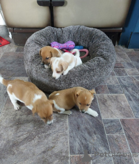 Photo №2 to announcement № 172855 for the sale of jack russell terrier - buy in Cyprus private announcement