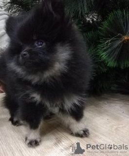 Photo №1. pomeranian - for sale in the city of Vitebsk | 434$ | Announcement № 8366