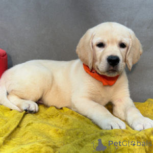 Photo №1. labrador retriever - for sale in the city of Berlin | 619$ | Announcement № 173204