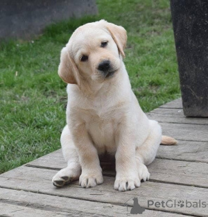 Photo №3. Healthy and playful Labrador puppies available for loving homes.. Germany