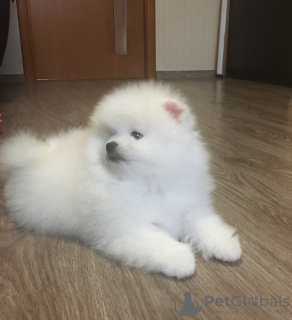 Photo №2 to announcement № 8326 for the sale of pomeranian - buy in Russian Federation from nursery