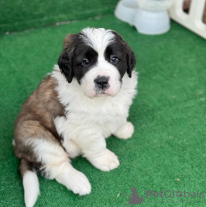 Photo №1. st. bernard - for sale in the city of Bern | Is free | Announcement № 124128