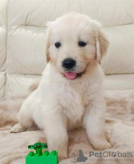 Photo №2 to announcement № 99006 for the sale of golden retriever - buy in Finland private announcement