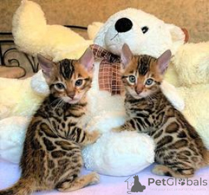 Photo №1. bengal cat - for sale in the city of Balta | 310$ | Announcement № 165893