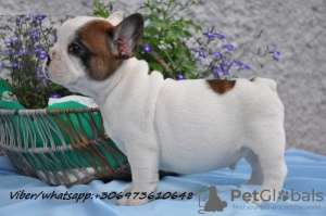 Photo №1. french bulldog - for sale in the city of Prostějov | Is free | Announcement № 51317