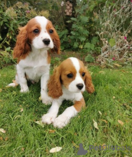 Photo №2 to announcement № 124801 for the sale of cavalier king charles spaniel - buy in Austria 