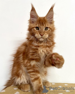 Photo №2 to announcement № 103865 for the sale of maine coon - buy in Germany 