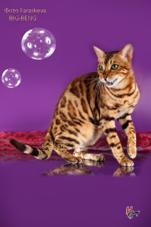 Photo №2 to announcement № 2973 for the sale of bengal cat - buy in Russian Federation breeder