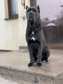 Photo №1. Mating service - breed: cane corso. Price - negotiated