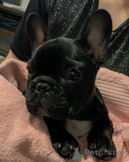 Photo №4. I will sell french bulldog in the city of Halle (Saale). private announcement - price - 380$