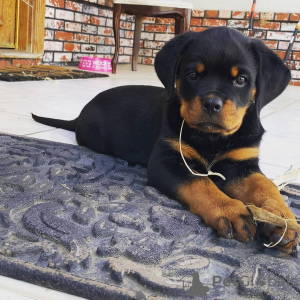Photo №1. rottweiler - for sale in the city of Leverkusen | negotiated | Announcement № 13091