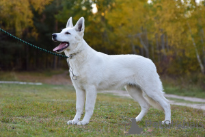 Photo №1. berger blanc suisse - for sale in the city of Frampol | 728$ | Announcement № 28714