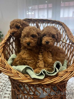 Additional photos: Toy Poodle