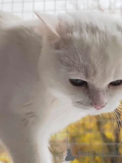 Photo №3. Snezhanna is looking for a home!. Russian Federation