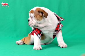 Photo №3. English bulldogs. Ukraine