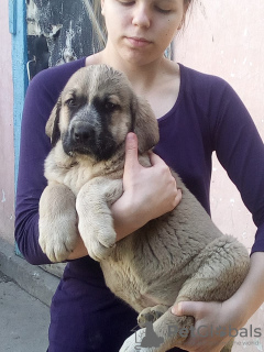 Photo №2 to announcement № 9289 for the sale of spanisch mastiff - buy in Russian Federation from nursery, breeder