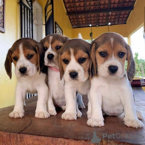 Photo №1. beagle - for sale in the city of Vienna | 317$ | Announcement № 47503