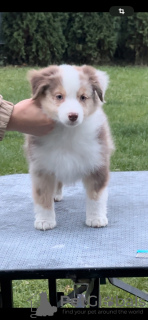 Additional photos: Miniature American Shepherd (MAS) puppies