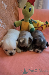 Photo №3. Chihuahua, beautiful mini puppy. Serbia