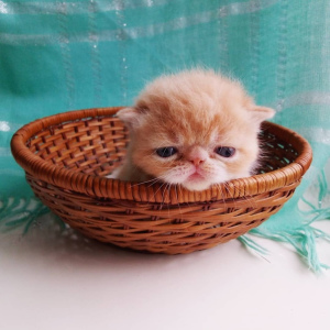Photo №1. exotic shorthair - for sale in the city of Москва | 219$ | Announcement № 5886