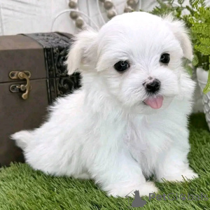 Photo №2 to announcement № 147417 for the sale of maltese dog - buy in United States breeder