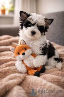 Photo №2 to announcement № 167365 for the sale of beaver yorkshire terrier - buy in Finland private announcement