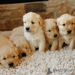 Photo №1. golden retriever - for sale in the city of Амстердам | 380$ | Announcement № 13820