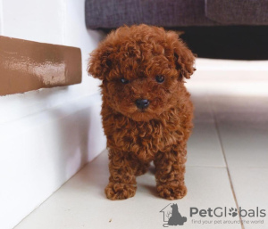 Photo №1. non-pedigree dogs - for sale in the city of Дортмунд | 259$ | Announcement № 104076