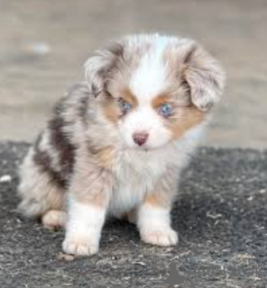 Photo №1. australian shepherd - for sale in the city of Stockholm | negotiated | Announcement № 113212