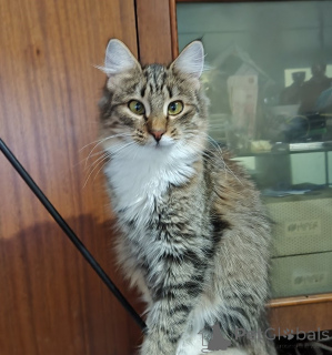 Photo №4. I will sell  in the city of Minsk.  - price - Is free