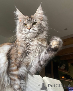 Photo №3. Mainecoon kitten. United Kingdom