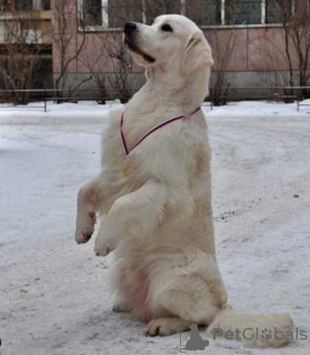 Photo №3. Adorable golden retriever puppy. Russian Federation