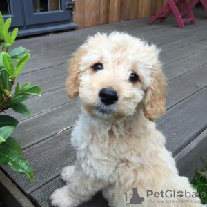 Photo №1. non-pedigree dogs - for sale in the city of Кинрой | 507$ | Announcement № 90143